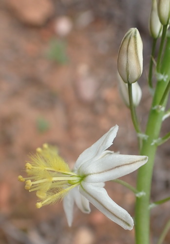 Bulbine triebneri