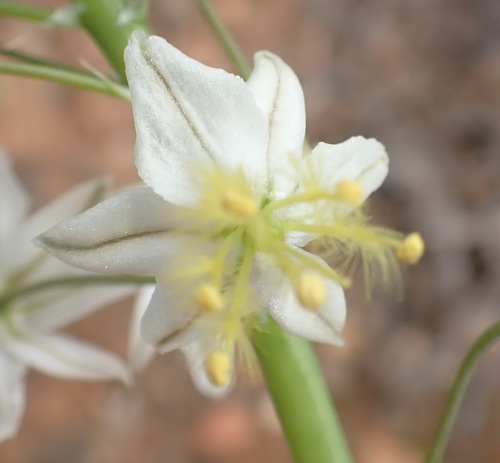 Bulbine triebneri