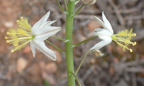 Bulbine triebneri