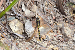 Orthetrum boumiera