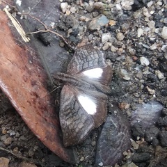 Theagenes albiplaga