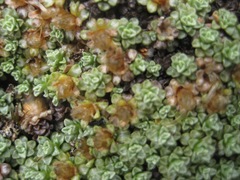 Raoulia parkii