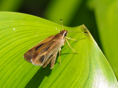 Synapte pecta