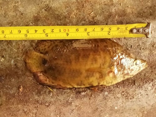 Leopard bushfish (Ctenopoma acutirostre) — Anabantidae