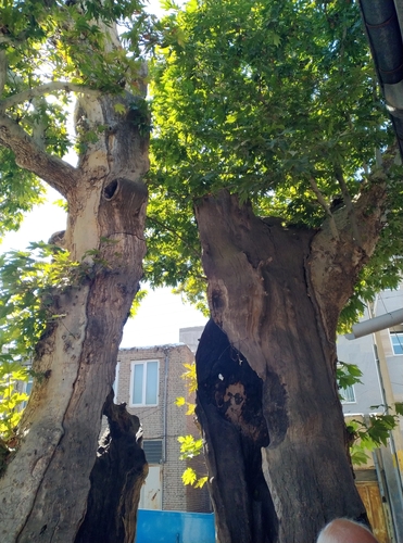 Oriental Plane