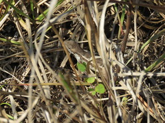 Sceloporus squamosus