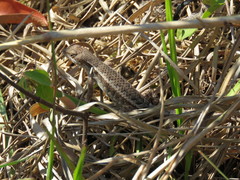 Sceloporus squamosus