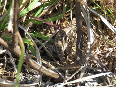 Sceloporus squamosus