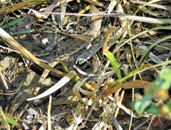 Sceloporus squamosus