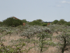 Giraffa camelopardalis reticulata