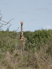 Giraffa camelopardalis reticulata