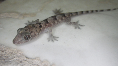 Tropical House Gecko