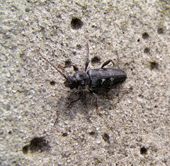 Hylotrupes bajulus