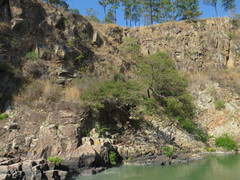 Lysiloma divaricatum