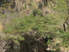 Lysiloma divaricatum