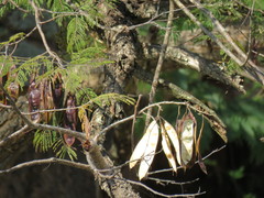 Lysiloma divaricatum