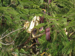 Lysiloma divaricatum