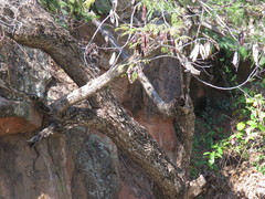 Lysiloma divaricatum