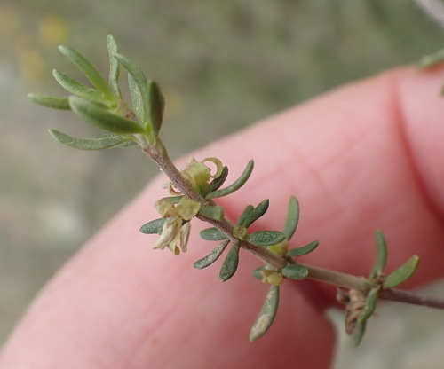 Image of Anthospermum Comptonii (Anthospermum comptonii) by (c) Nicola van Berkel, some rights reserved (CC BY-SA)