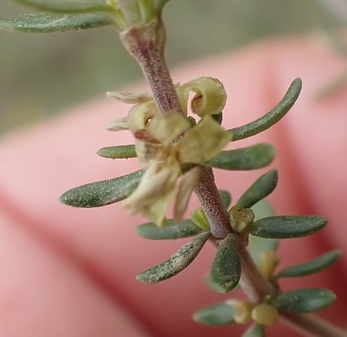 Image of Anthospermum Comptonii (Anthospermum comptonii) by (c) Nicola van Berkel, some rights reserved (CC BY-SA)