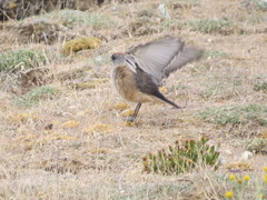 Muscisaxicola capistratus