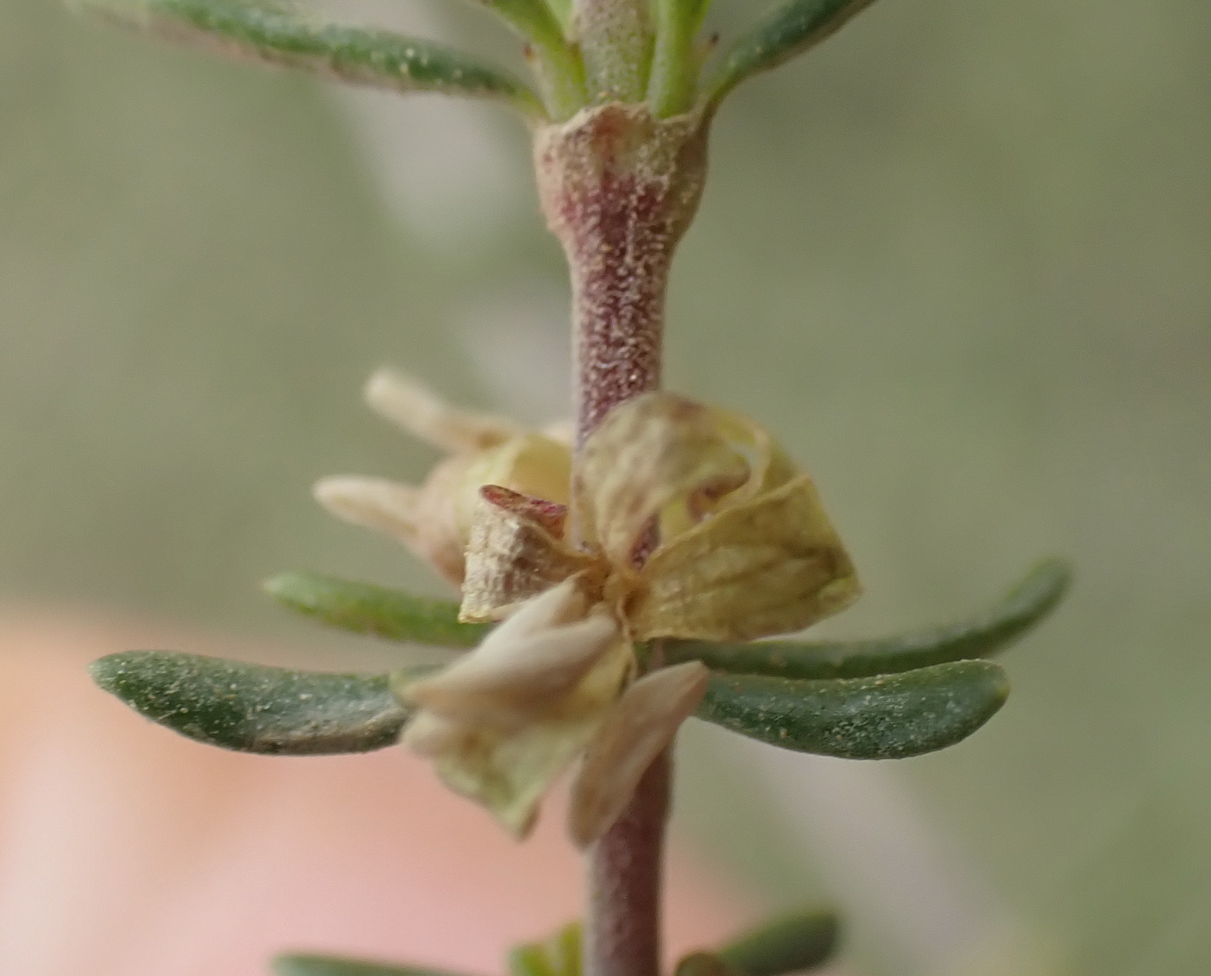 Anthospermum comptonii