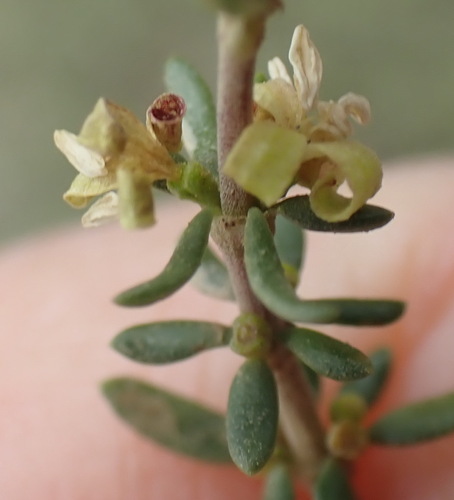 Image of Anthospermum Comptonii (Anthospermum comptonii) by (c) Nicola van Berkel, some rights reserved (CC BY-SA)
