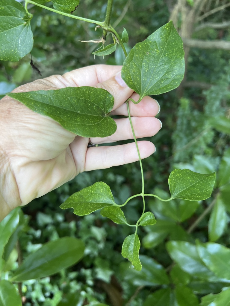 autumn clematis from Ark Rd, Gloucester, VA, US on August 30, 2023 at
