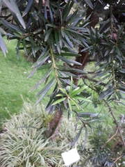 Podocarpus sprucei