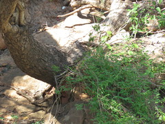 Lysiloma divaricatum