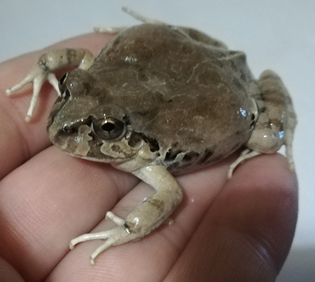 Rufous Four-Eyed Frog