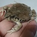 Rufous Four-eyed Frog - Photo (c) Juan H. Aragon, some rights reserved (CC BY-NC), uploaded by Juan H. Aragon