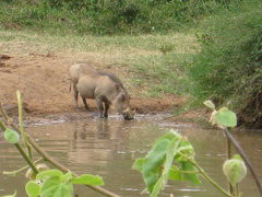 Phacochoerus africanus