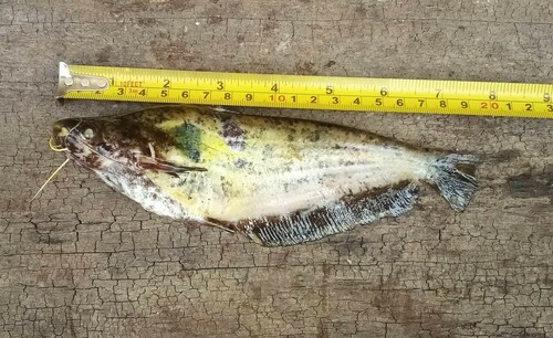 Shoulderspot catfish (Schilbe marmoratus) — Schilbeidae — 2