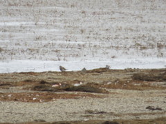 Charadrius modestus