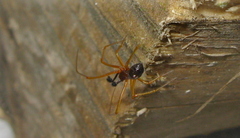 Neottiura bimaculata