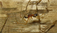 Neottiura bimaculata