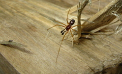 Neottiura bimaculata