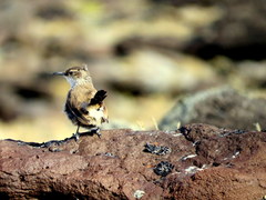 Ochetorhynchus ruficaudus