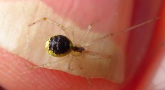 Theridion varians