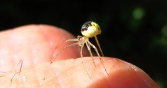 Theridion varians