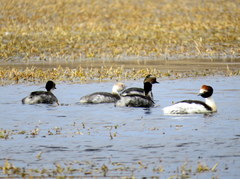 Podiceps gallardoi
