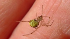 Theridion varians