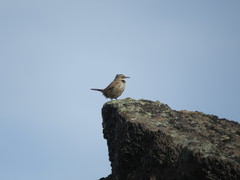 Ochetorhynchus ruficaudus