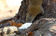 Callosciurus erythraeus