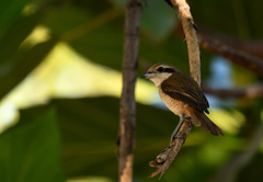 Lanius cristatus