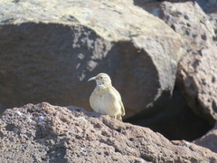 Upucerthia dumetaria