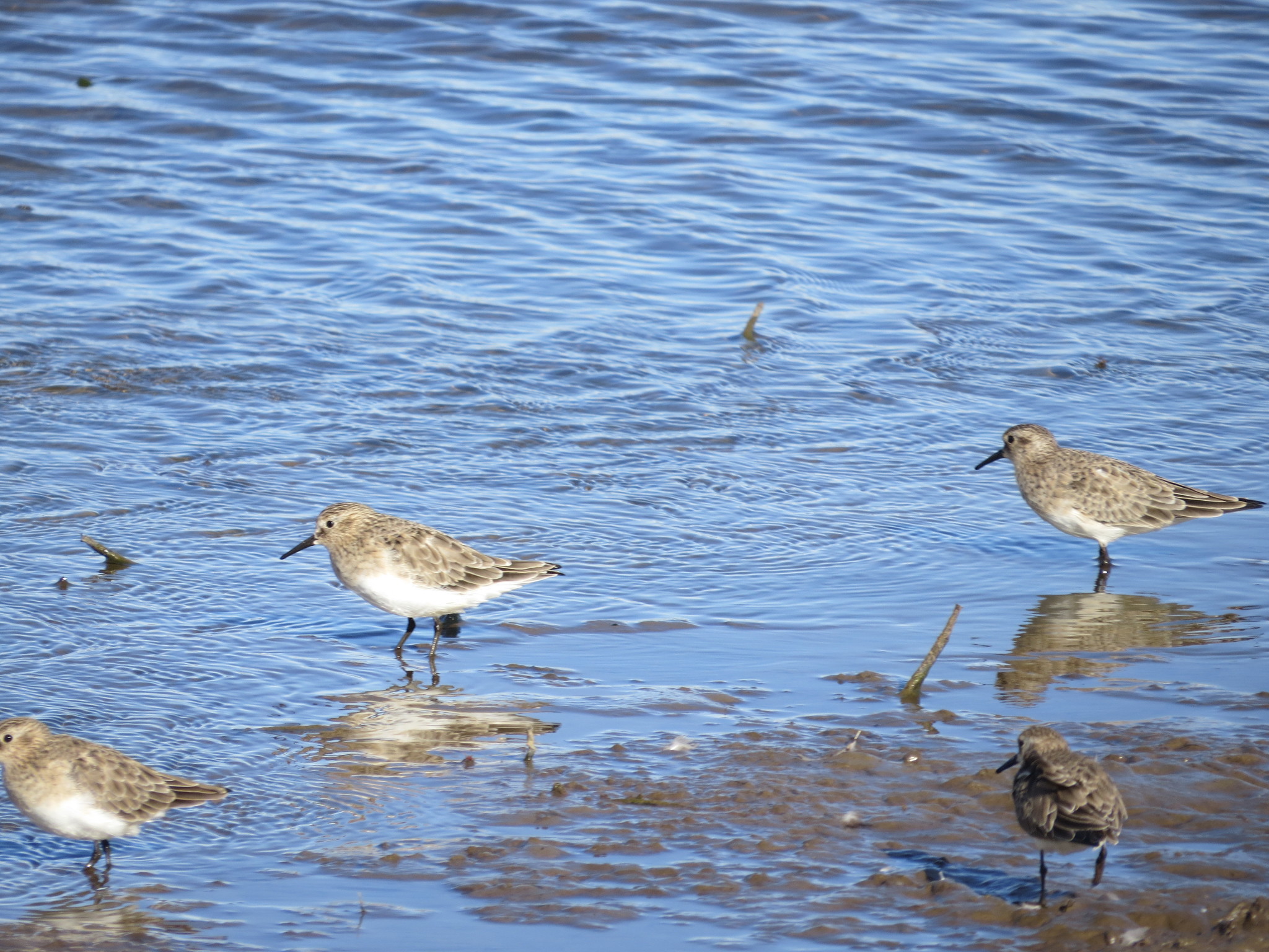 Baird's Sandpiper