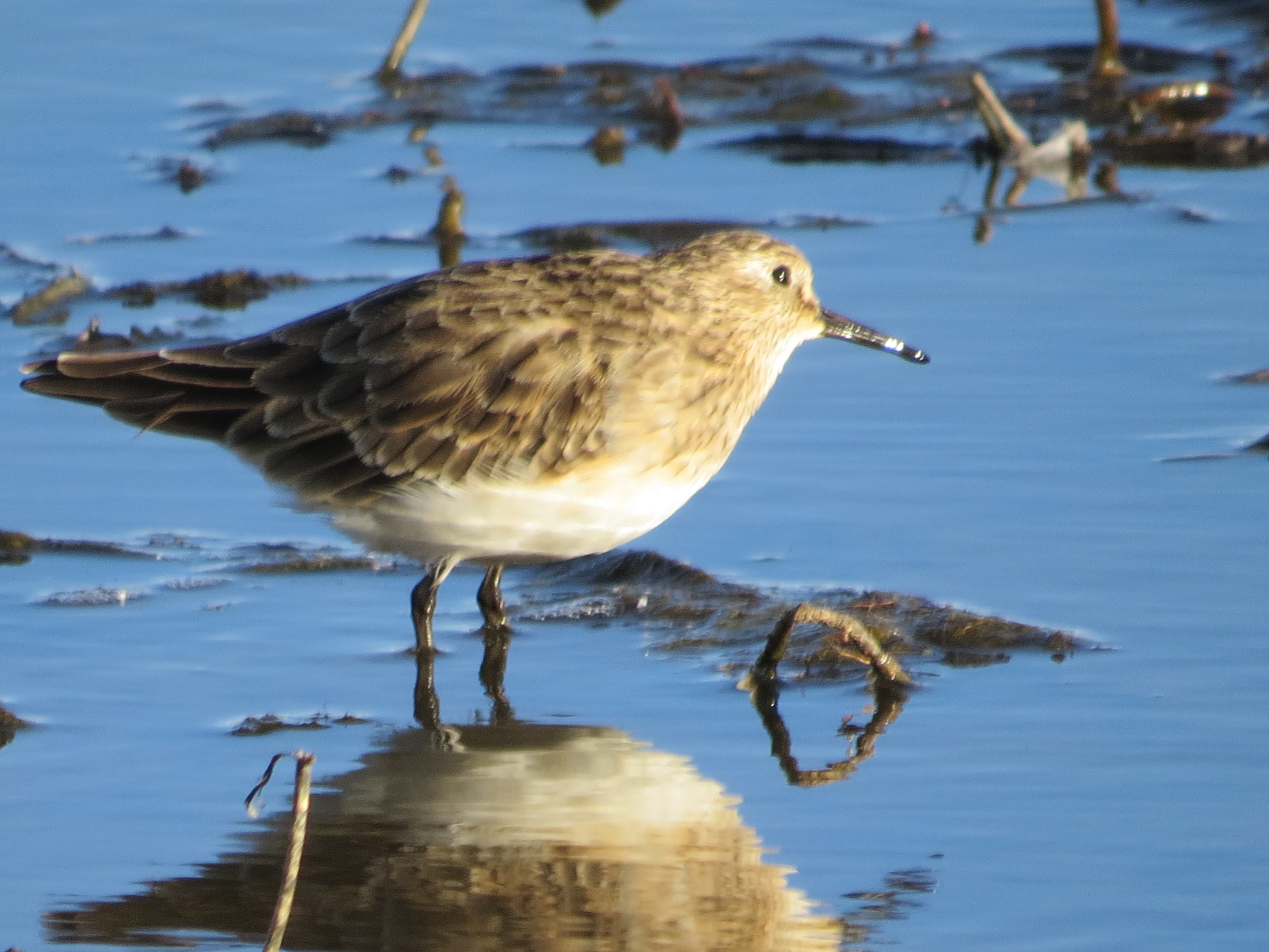 Baird's Sandpiper