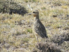 Oreopholus ruficollis